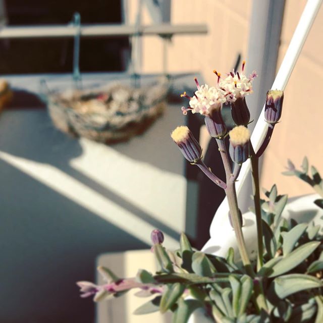 ドルフィンネックレスの花＠Instagram
