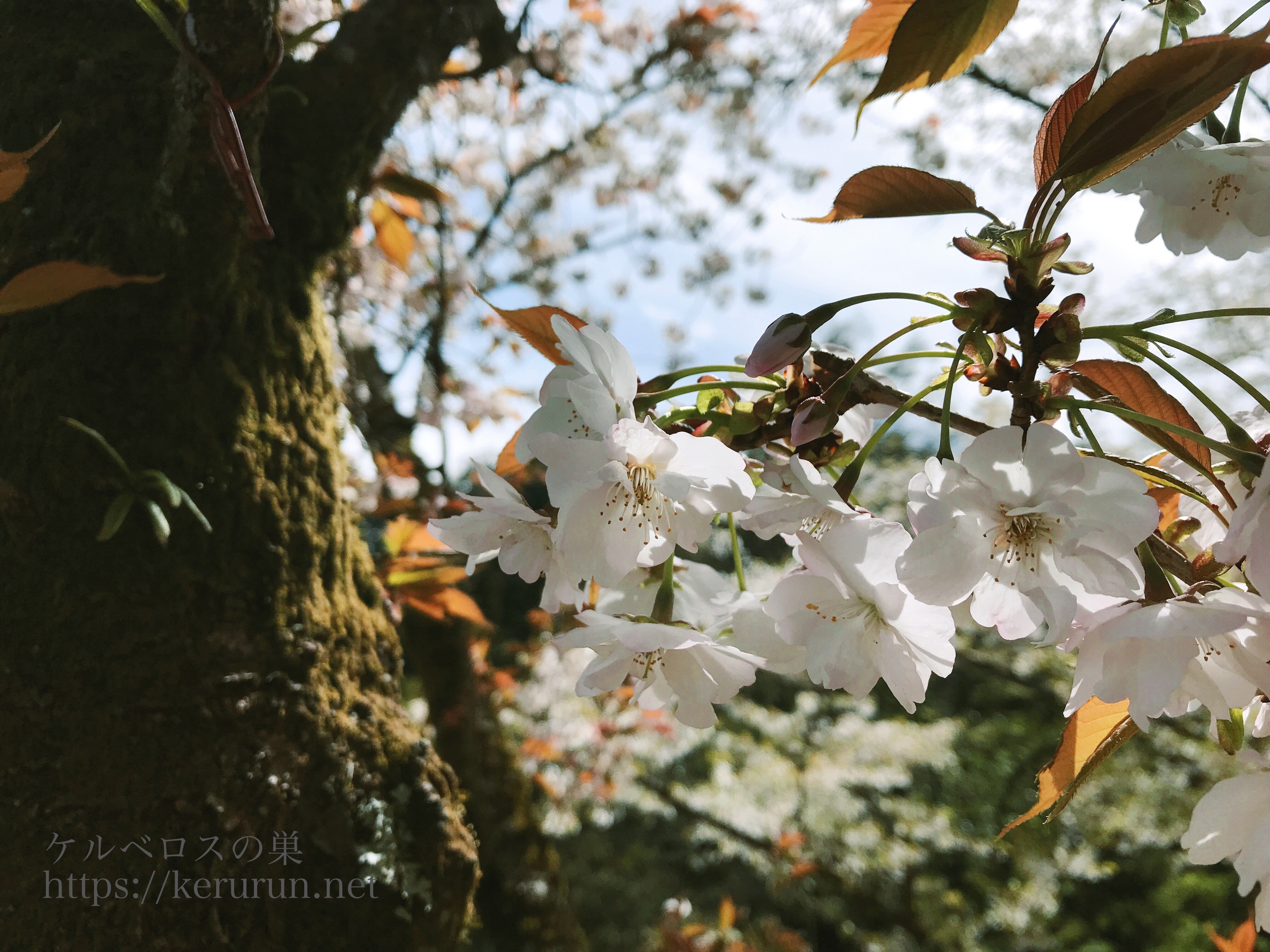 多摩森林科学園の桜　Instagram